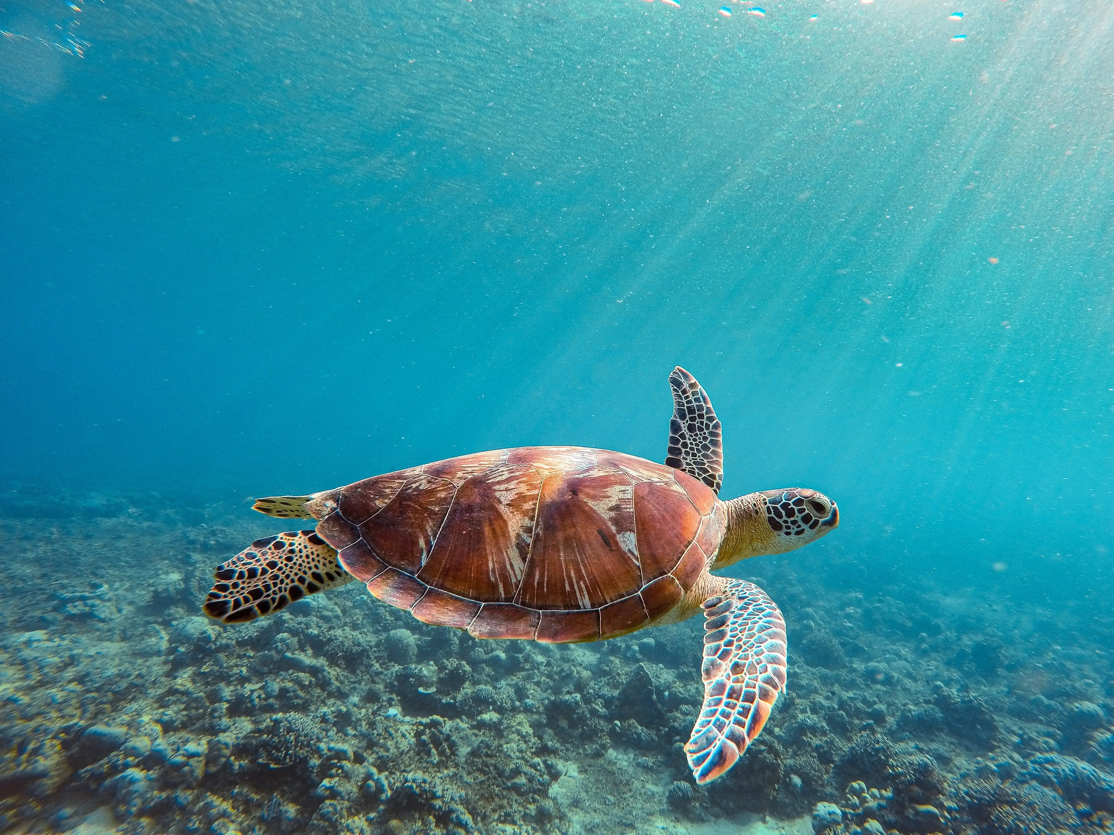 Turtle Conservation