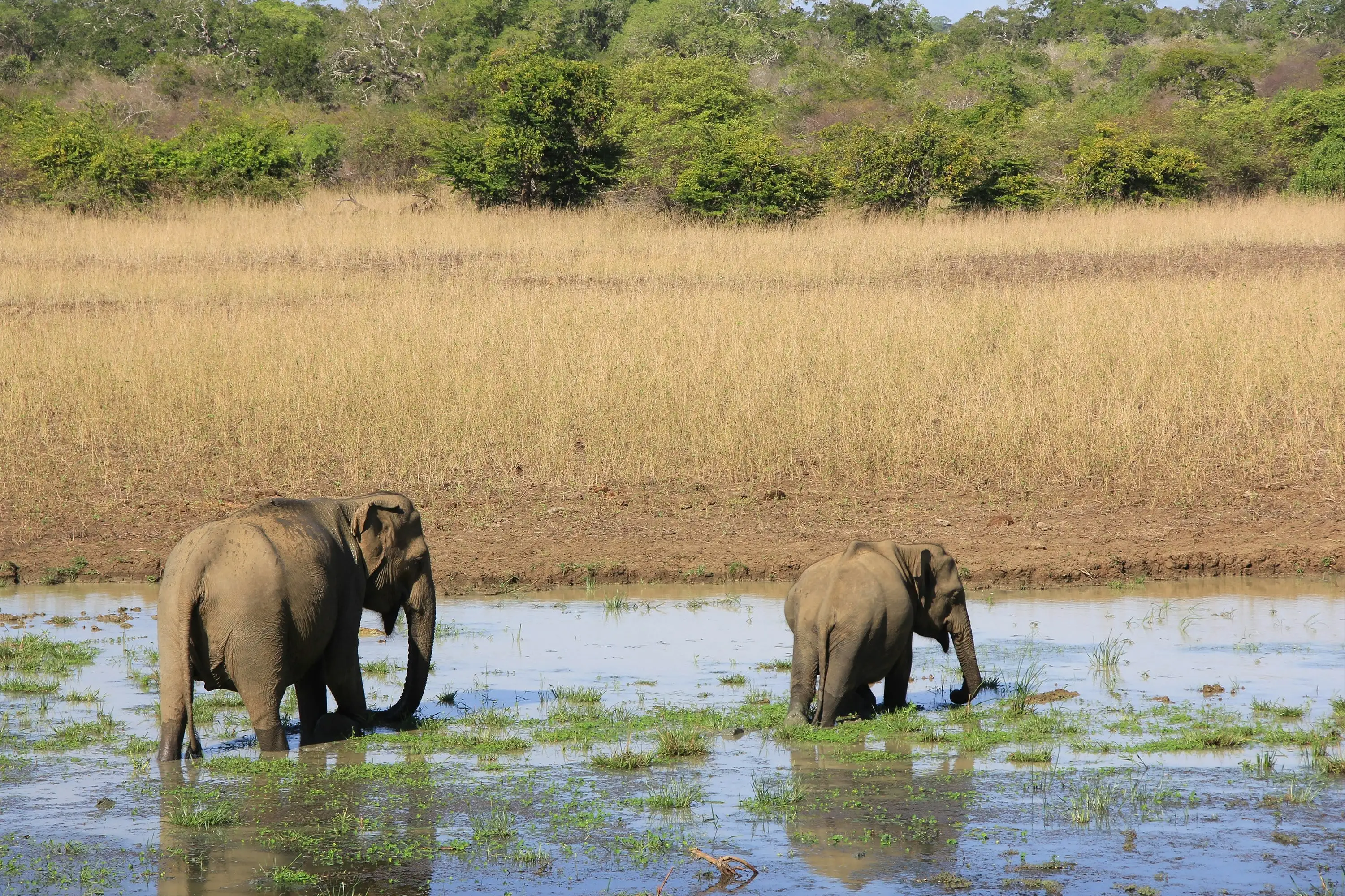 Wildlife journey through Yala landscape